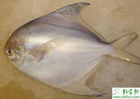 淡水白鯧養(yǎng)殖中的質(zhì)量控制經(jīng)驗(yàn)