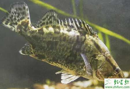 鱖魚與青蝦輪養(yǎng)的經(jīng)驗(yàn)