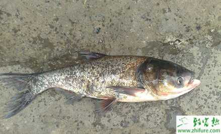 池塘主養鱖魚需把好五關