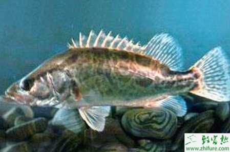 鱖魚的池塘養(yǎng)殖技術(shù)