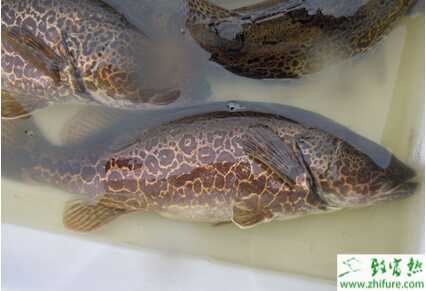 自育活餌養(yǎng)鱖魚的經(jīng)驗(yàn)