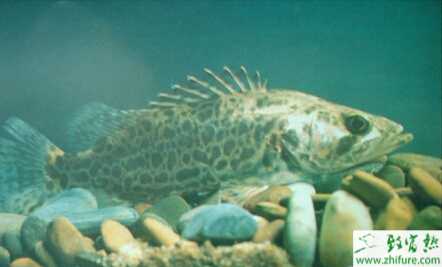 池塘養(yǎng)鱖魚技術(shù)的關(guān)鍵