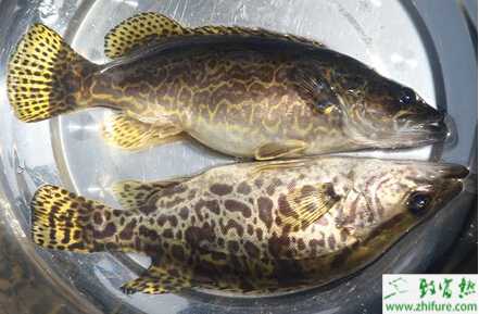 養殖鱖魚尾孢蟲病的預防