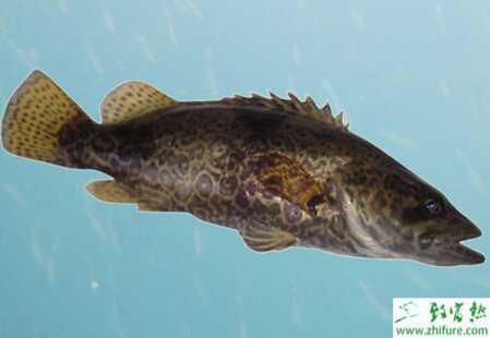 利用二級網(wǎng)箱養(yǎng)殖鱖魚的技術(shù)