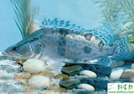 養殖鱖魚纖毛蟲病的防治