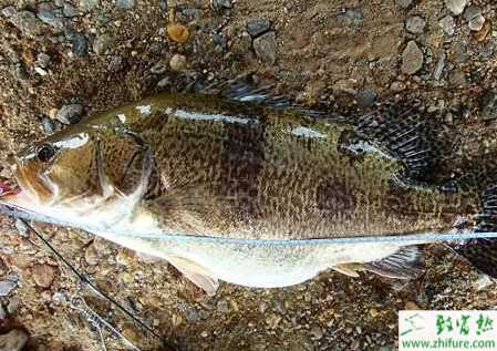 套養鱖魚的增產增效措施