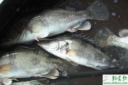 成魚塘套養鱖魚的經驗