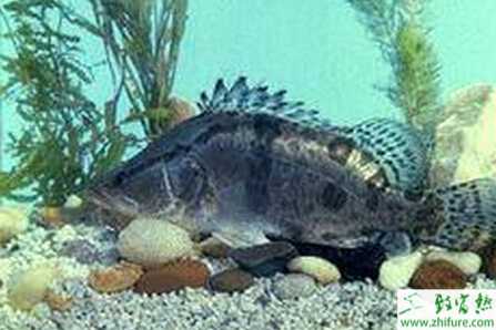 池塘單養鱖魚的技術