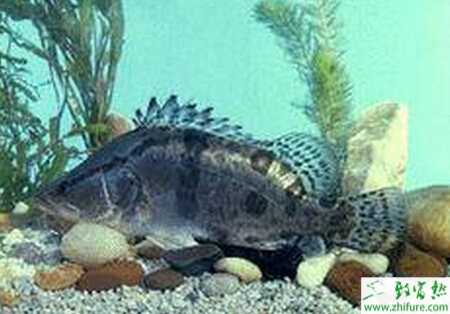 養(yǎng)殖鱖魚的苗種培育