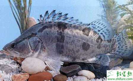 如何提高套養鱖魚的成活率