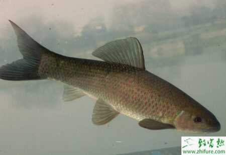 食鹽在青魚養殖病害防治的妙用