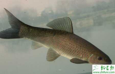 青魚實(shí)用的養(yǎng)殖技術(shù)