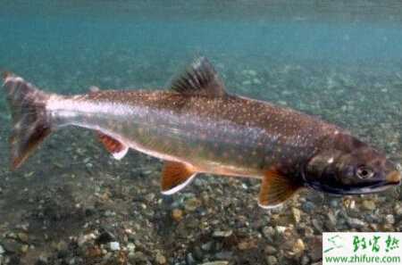 青魚池塘無公害養殖的病害防治