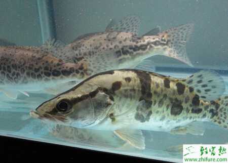 羅氏沼蝦與鱖魚輪養的經驗