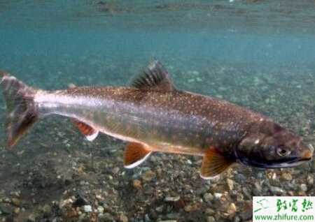 養殖青魚肝膽綜合癥的防治