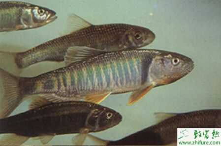 青魚的親魚培育需重視