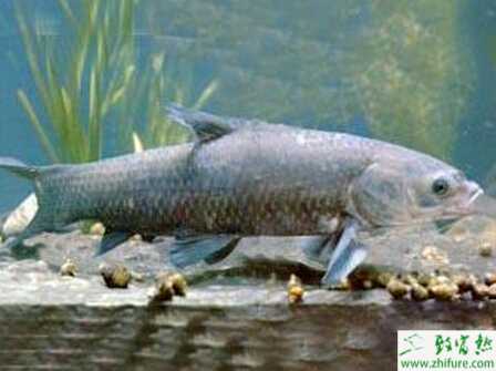 錦鯉與青魚混養的經驗