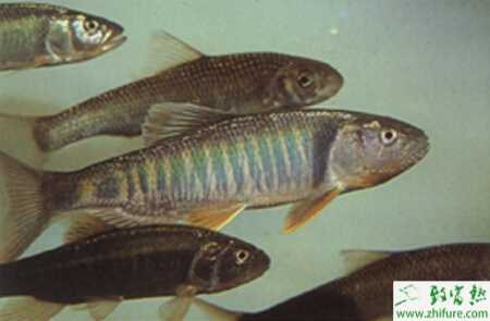 養殖青魚人工繁殖的技術