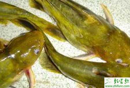 稻田養殖黃顙魚的經驗