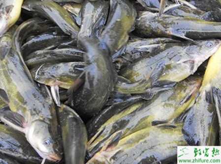 飼養管理黃顙魚的技術