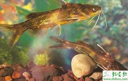 池塘單養(yǎng)黃顙魚的技術