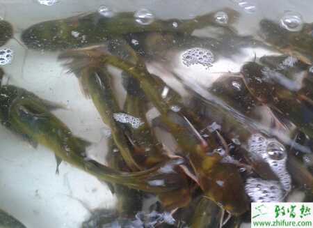 養(yǎng)殖黃顙魚半人工繁殖的技術