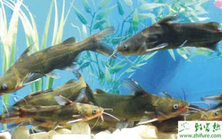 養(yǎng)殖黃顙魚出血性水腫病的防治