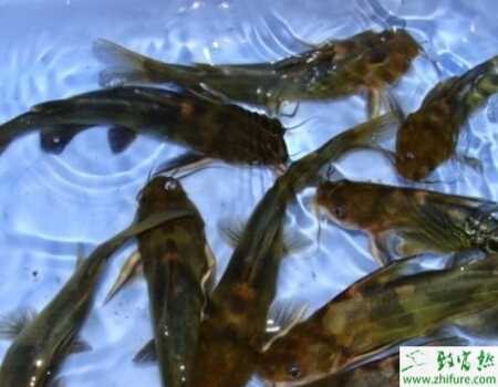 養(yǎng)好黃顙魚的新技術