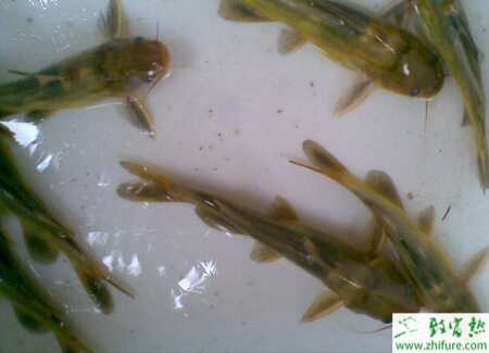 人工養殖黃顙魚的技術要點