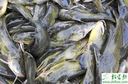 養殖黃顙魚的放養密度