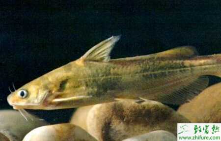 高效實用養(yǎng)殖黃顙魚的技術(shù)