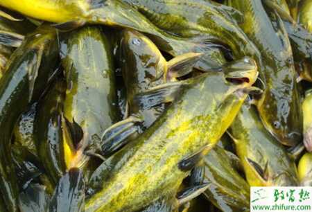 網(wǎng)箱如何養(yǎng)殖黃顙魚