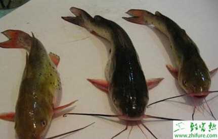 利用微型網(wǎng)箱養(yǎng)殖黃顙魚的經(jīng)驗