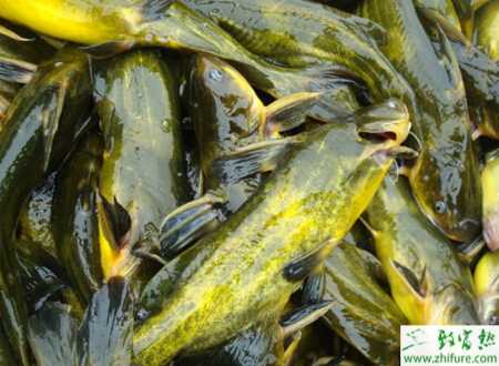 養殖黃顙魚車輪蟲病的防治