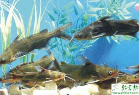 養(yǎng)殖黃顙魚腸炎病的防治