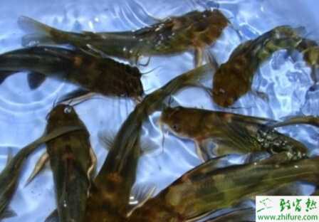 池塘如何套養黃顙魚