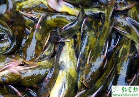 網箱養殖黃顙魚之黃顙魚的日常管理