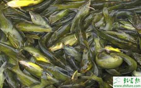 流水養殖黃顙魚之池塘建設