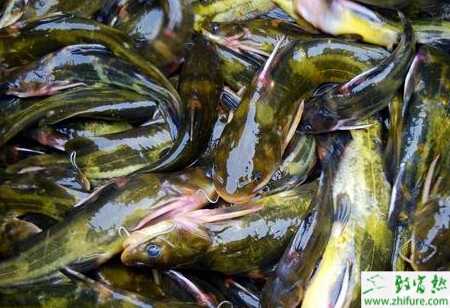 網箱養殖黃顙魚之飼料的喂養