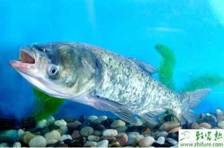 網箱如何養殖花鰱