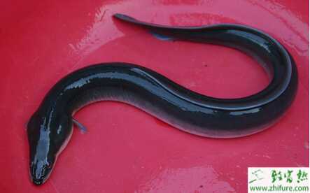 注意：夏季綜合癥誘發鰻魚嚴重死亡