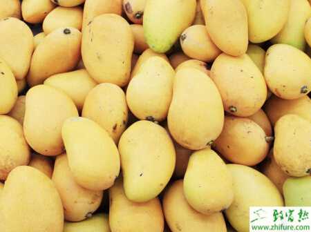 種芒果白粉病的防治