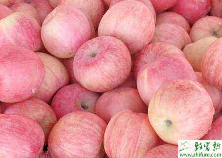 種蘋果之盛果期蘋果園如何施肥