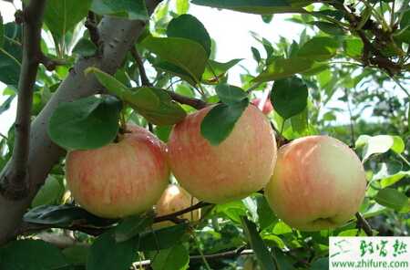 種蘋果疫腐病的防治