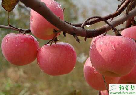 種蘋果樹使用沼氣肥料技術