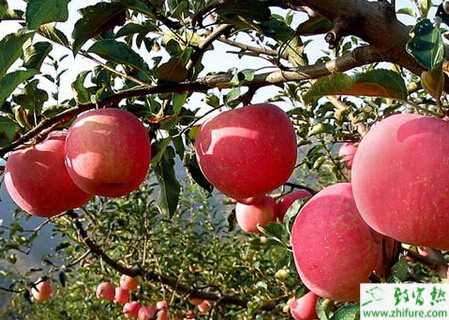 種蘋果縮果病的防治