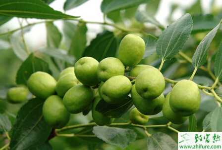 種棗樹(shù)之冬棗樹(shù)休眠期的栽植管理