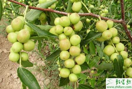 種棗樹如何施用沼肥