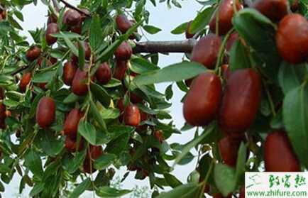 種棗樹(shù)嫁接技術(shù)