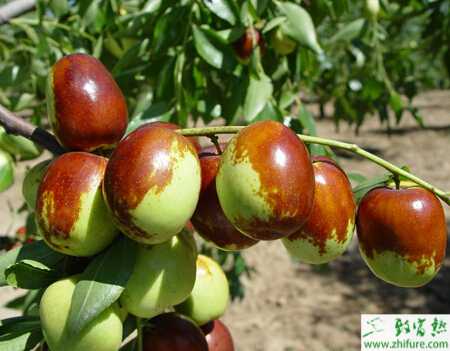 種棗樹(shù)根癌病的防治